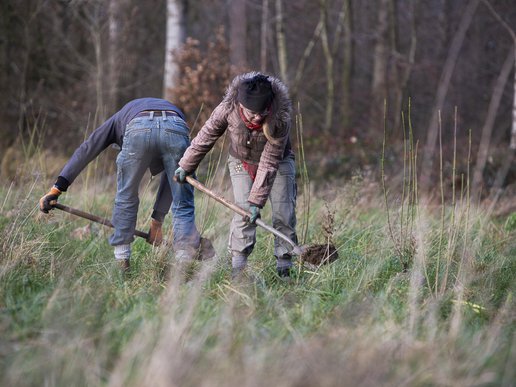 aanplant-schijndel