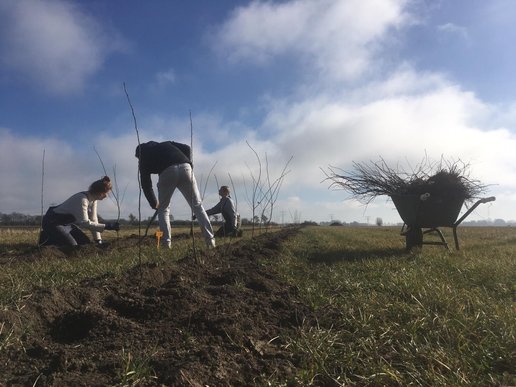 Plantdag-mistweg