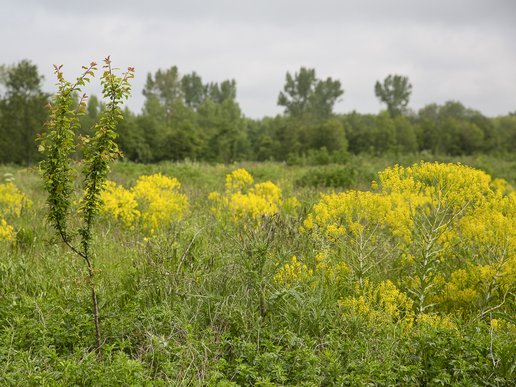 jonge-bomen-koolzaad