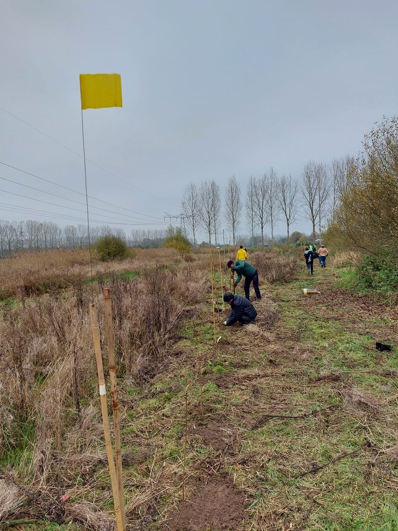 Een geoliede machine - uitzetten, gat graven, plant erin en boombescherming erbij