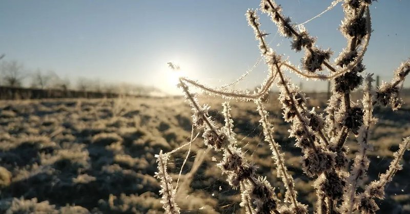 Het voedselbos in wording-december 2021