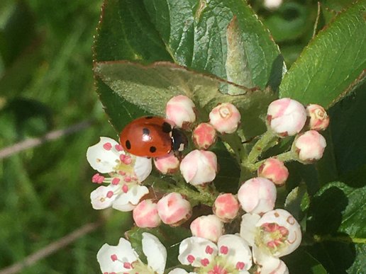 Aronia