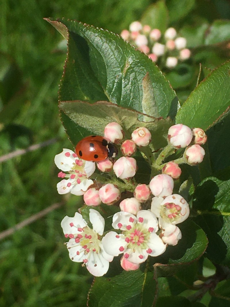 Aronia