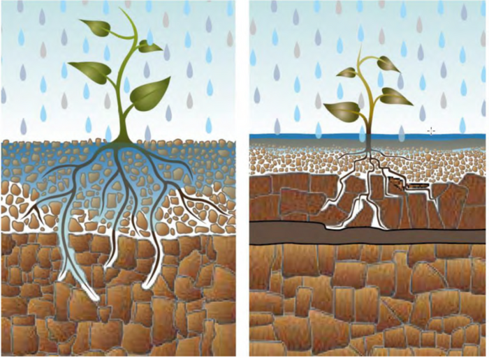 Illustratie van het effect van vegetatie op de infiltratiecapaciteit van de bodem