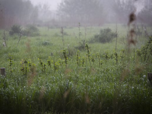 voedselbos in de buurt