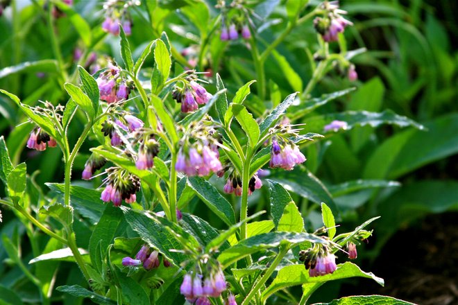 comfrey-in-flower-food-forest-plant