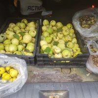 eerste oogst Schijndel sept 2024