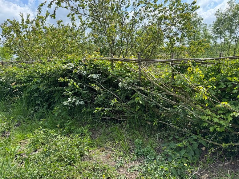 haarzuilens kaat